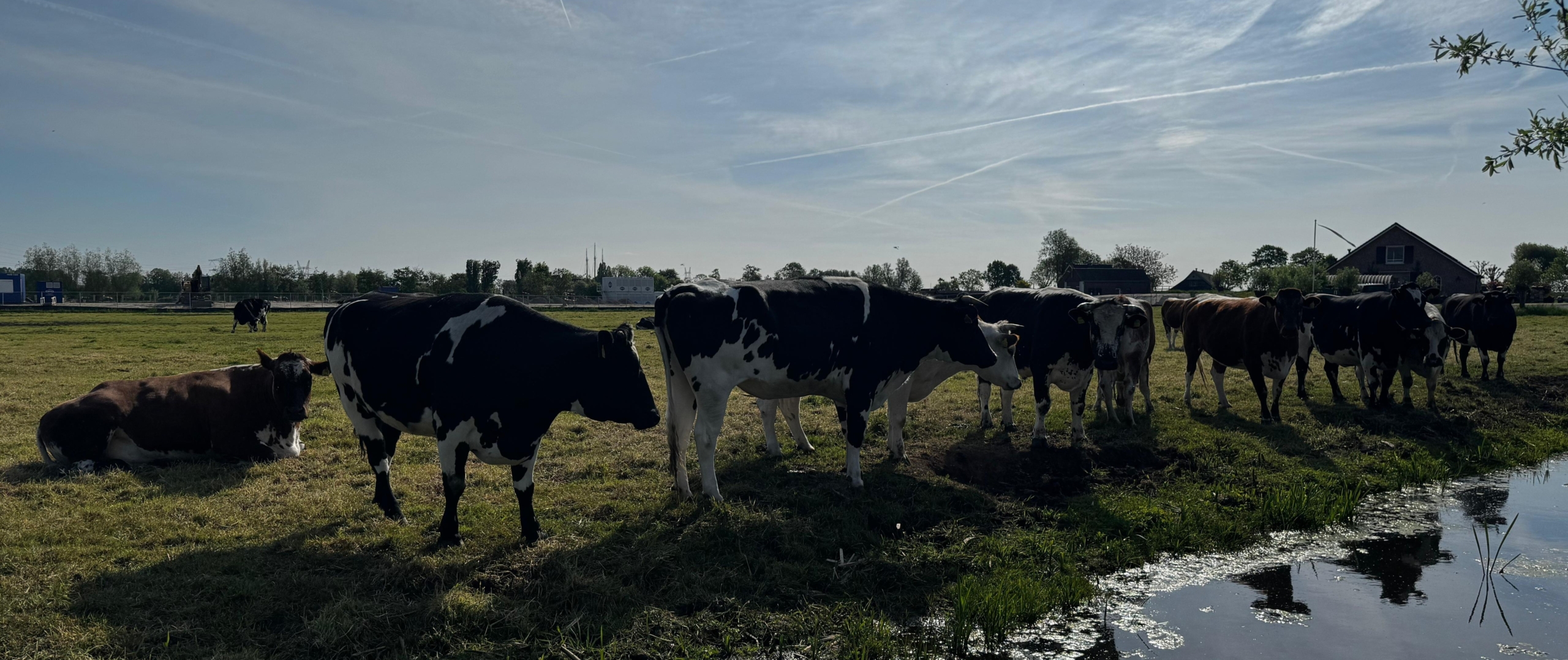 Koeien bij sloot